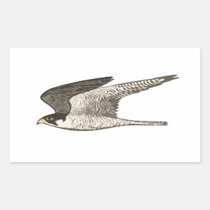 Peregrine Falcon coloured pencil drawing Sticker