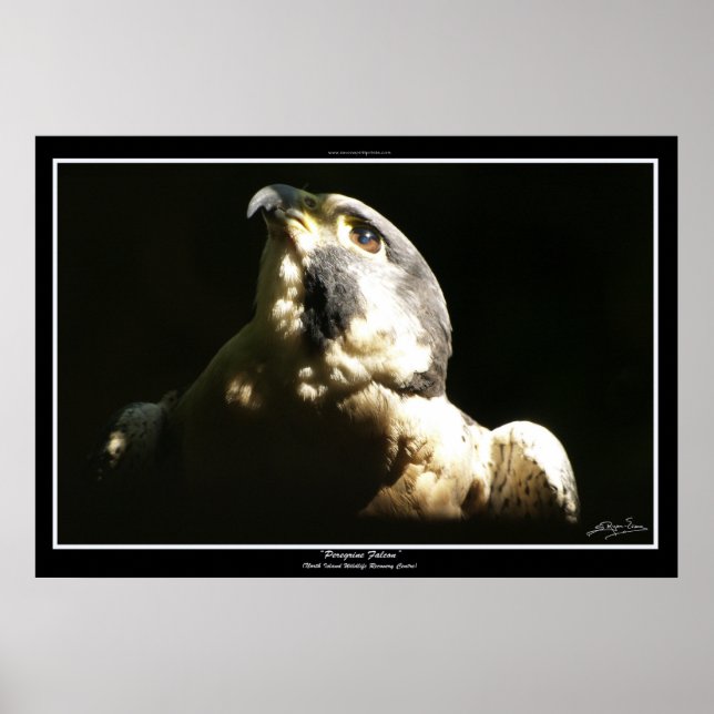PEREGRINE FALCON I ~ Photo Impression ou Poster (Devant)