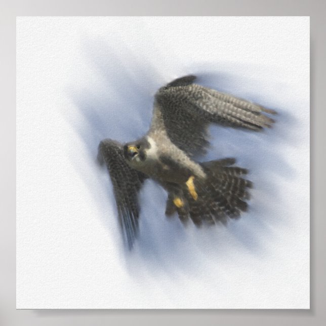 Peregrine Falcon in Flight Poster (Front)