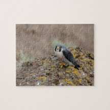 Peregrine falcon