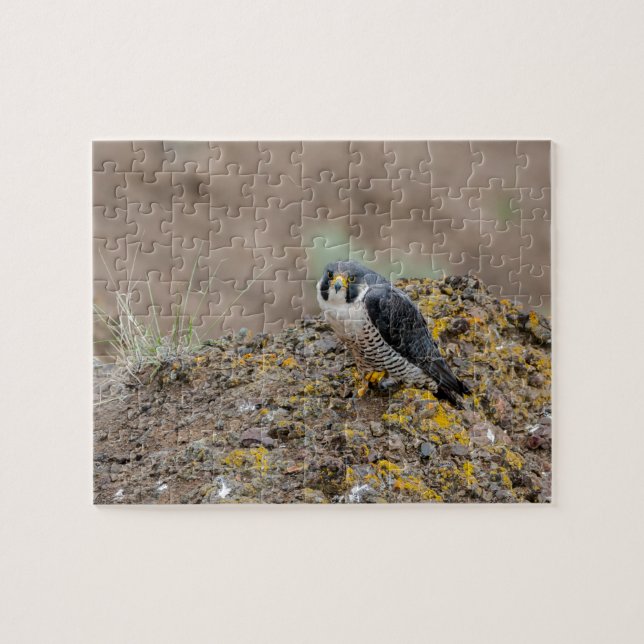 Peregrine falcon jigsaw puzzle (Horizontal)