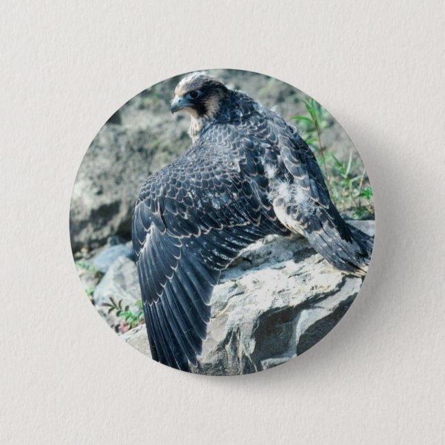 Peregrine Falcon, juvenile 2 Inch Round Button (Front)