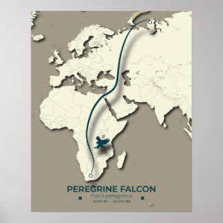 Peregrine Falcon Migration Map – Minimalist Poster