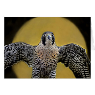 Peregrine Falcon Moon Rising