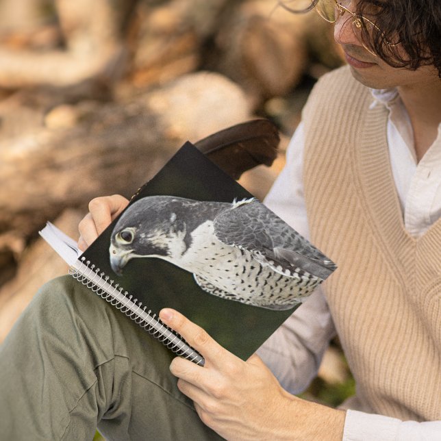 Peregrine Falcon Nature Photo Notebook (In Situ)
