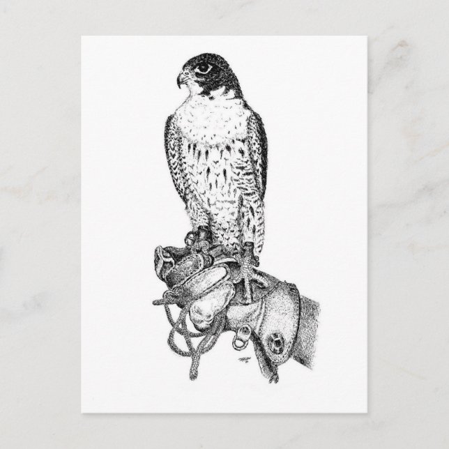 Peregrine Falcon on block postcard (Front)