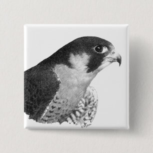 Peregrine Falcon-Pencil 2 Inch Square Button