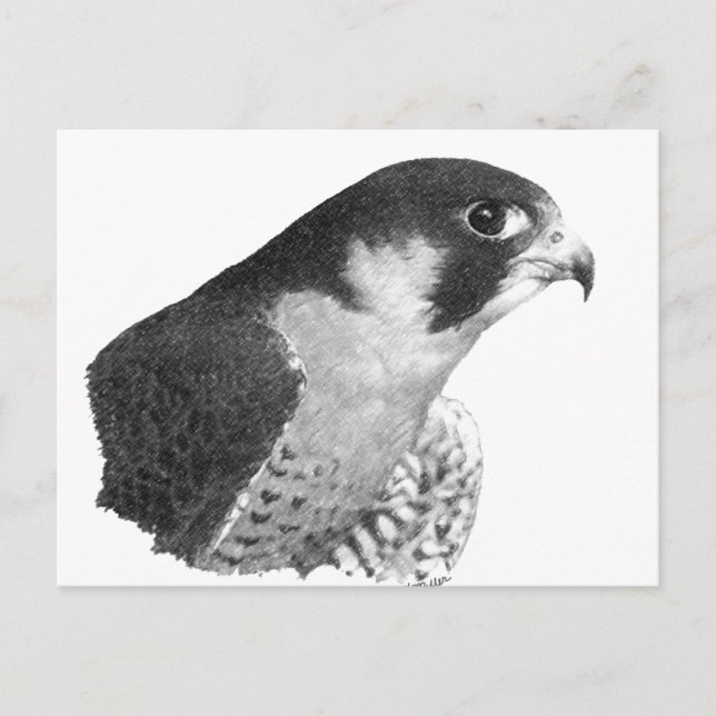 Peregrine Falcon-Pencil Postcard (Front)