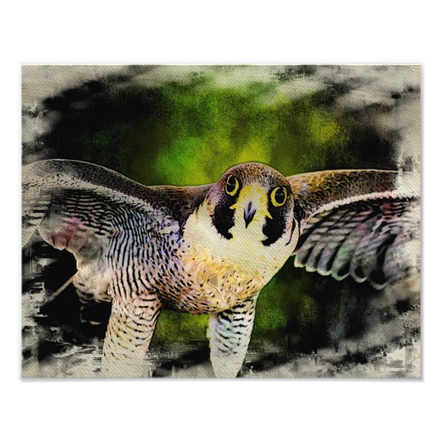 Peregrine Falcon Photo Print (Front)