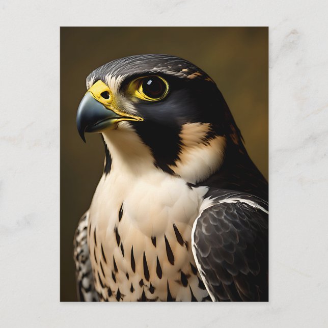 Peregrine Falcon Portrait Postcard (Front)