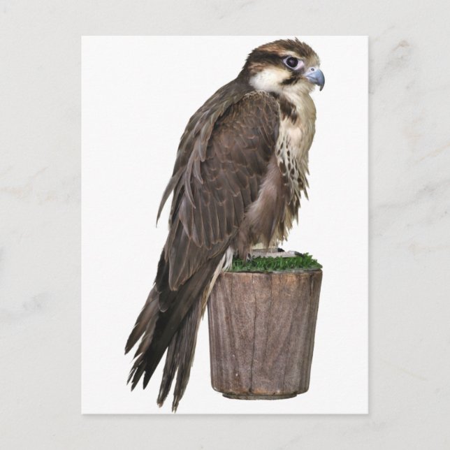 Peregrine Falcon Postcard (Front)