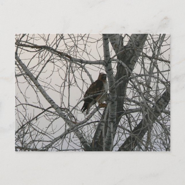 Peregrine Falcon Postcard (Front)