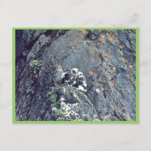 Peregrine falcon postcard