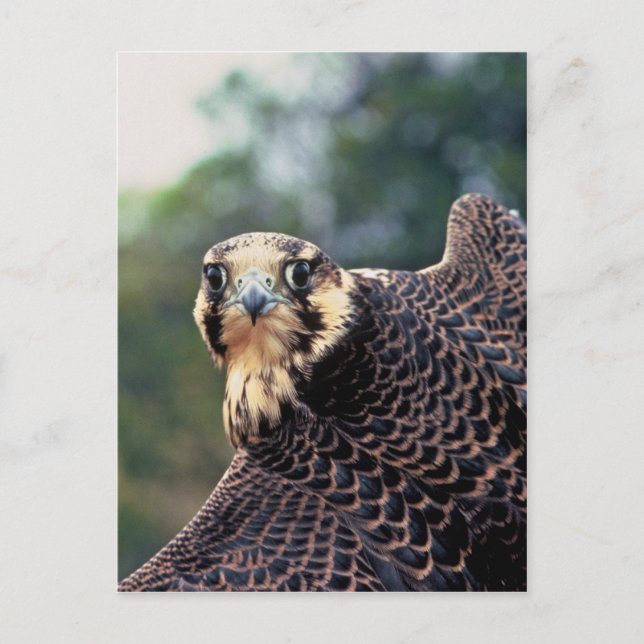 Peregrine Falcon Postcard (Front)