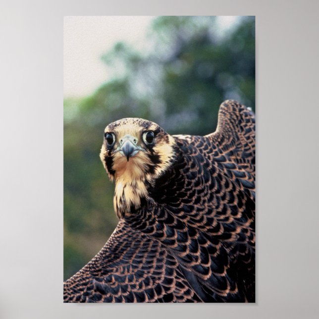 Peregrine Falcon Poster (Front)