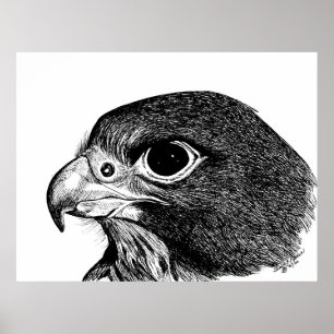 Peregrine Falcon Poster