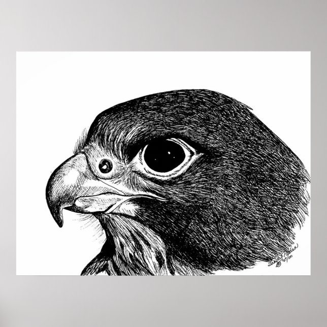 Peregrine Falcon Poster (Front)
