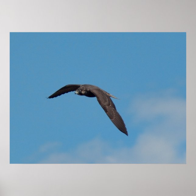 Peregrine Falcon Poster (Front)