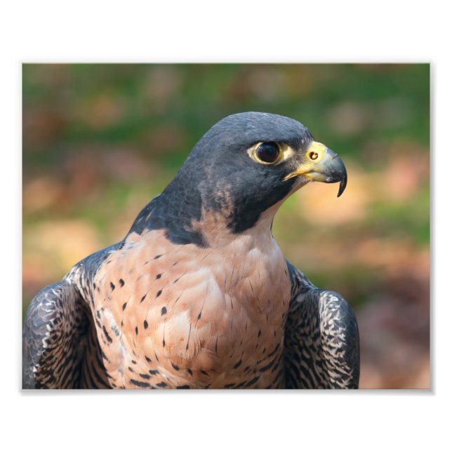 Peregrine Falcon Profile Photo Print (Front)