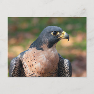 Peregrine Falcon Profile Postcard