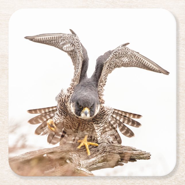Peregrine Falcon Square Paper Coaster (Front)