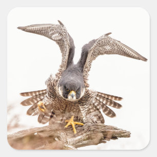 Peregrine Falcon Square Sticker