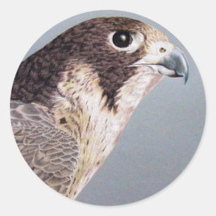 Peregrine Falcon Sticker