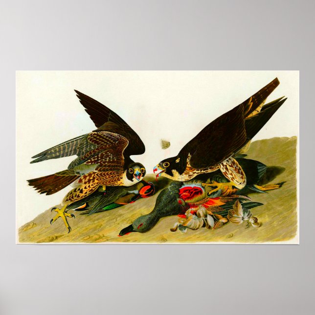 Peregrine Falcons John James Audubon 1838 Poster (Front)