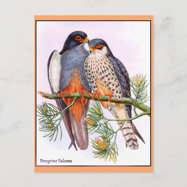 Peregrine Falcons Postcard (Front)