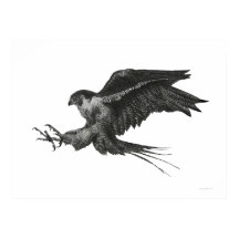 Peregrine Hawk Black White Pen and Ink