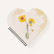 Perennial Gaillardia Flower