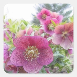 Perennial Plants - Purple Hellebore Square Sticker