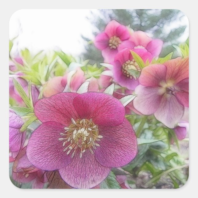 Perennial Plants - Purple Hellebore Square Sticker (Front)