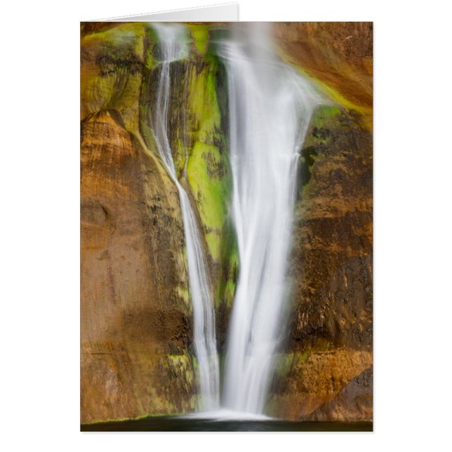 Perennial  Plunge (Front)