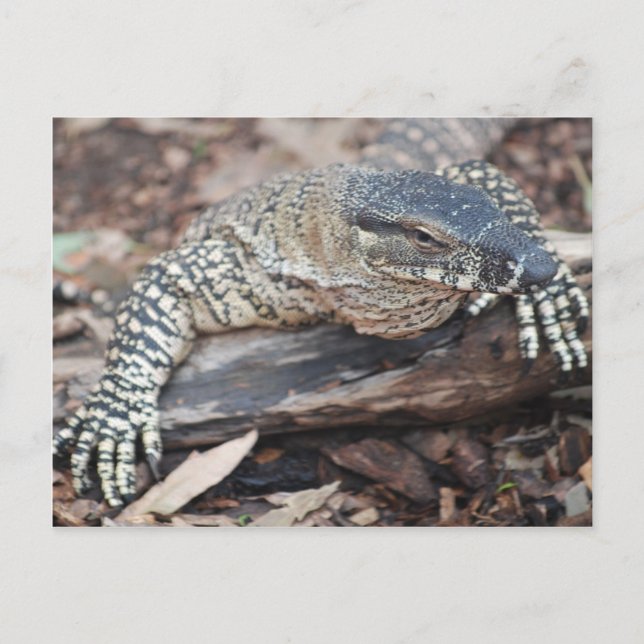 Perenti Postcard (Front)