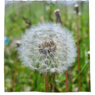 Perfect Dandelion – Botanical Macro Photography