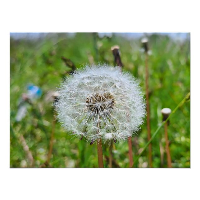 Perfect Dandelion – Botanical Macro Photography Poster (Front)