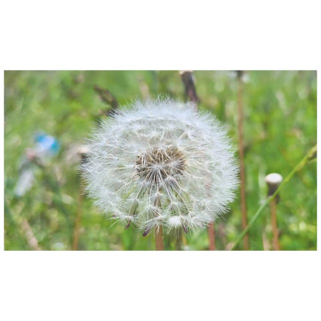 Perfect Dandelion – Botanical Macro Photography Tablecloth (Front (Horizontal))