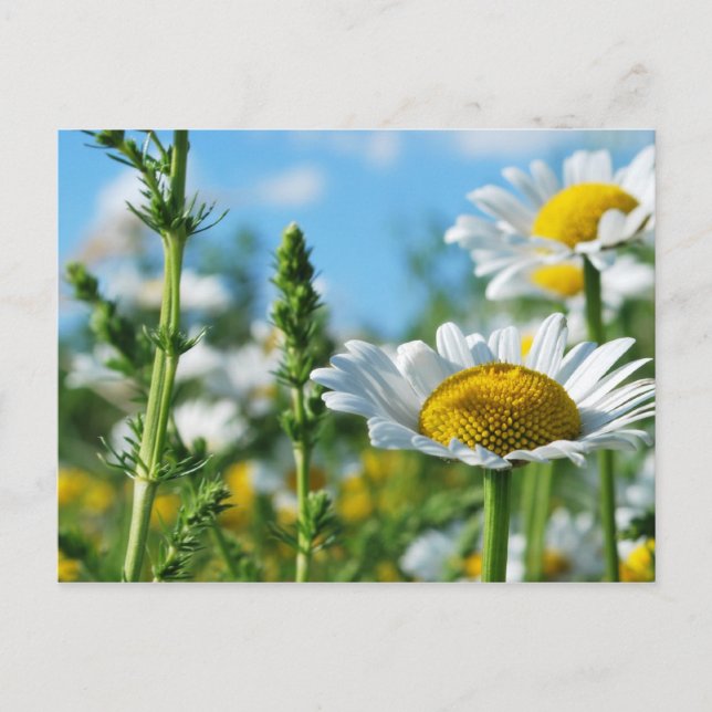 Perfect Day of Summer Postcard (Front)