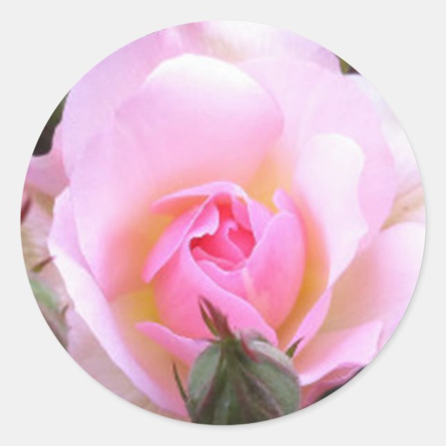Perfect English Pink Rose  Classic Round Sticker (Front)