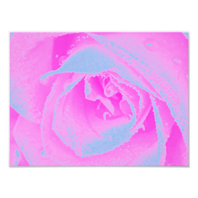 Perfect Hot Pink and Light Blue Rose Detail Photo Print (Front)