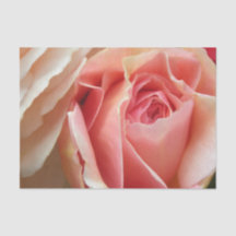 Perfect Pastel Rose