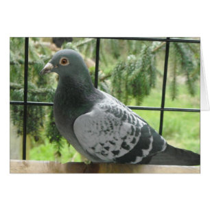 Perfect Pigeon
