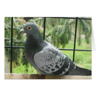 Perfect Pigeon
