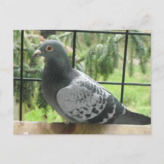 Perfect Pigeon Postcard (Front)