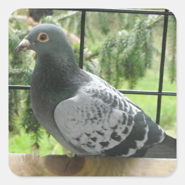 Perfect Pigeon Square Sticker (Front)