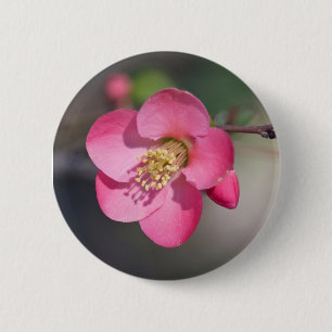 Perfect Pink Flowering Quince 2 Inch Round Button