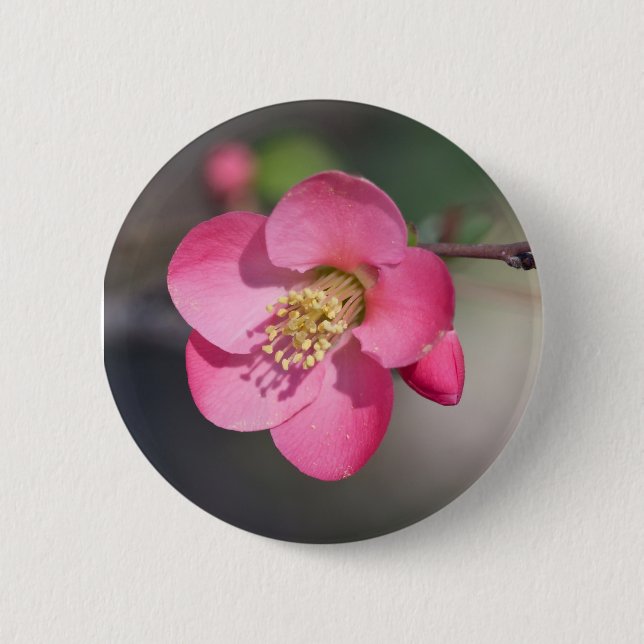 Perfect Pink Flowering Quince 2 Inch Round Button (Front)
