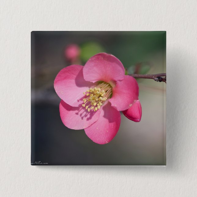 Perfect Pink Flowering Quince 2 Inch Square Button (Front)