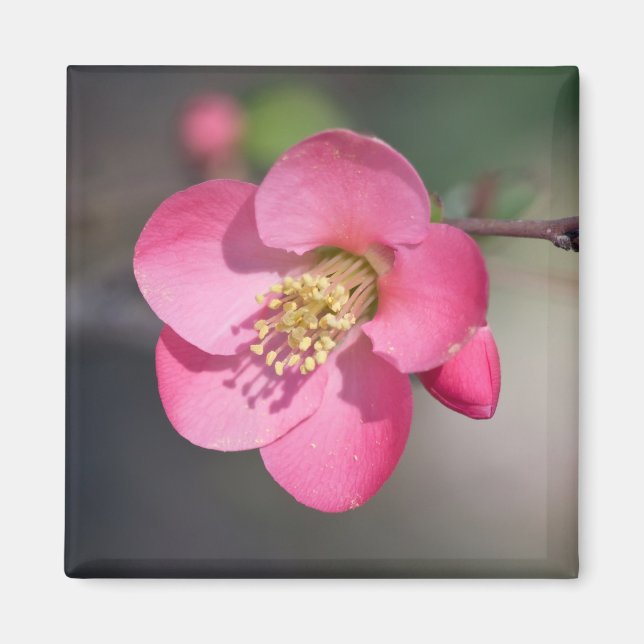 Perfect Pink Flowering Quince Magnet (Front)